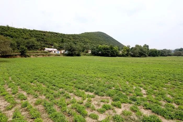 致富药材种植基地地址_种植药材致富_草药种植致富