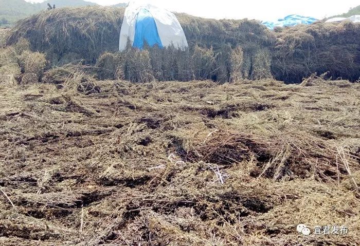 草药种植致富_种植药材致富_致富药材种植基地地址