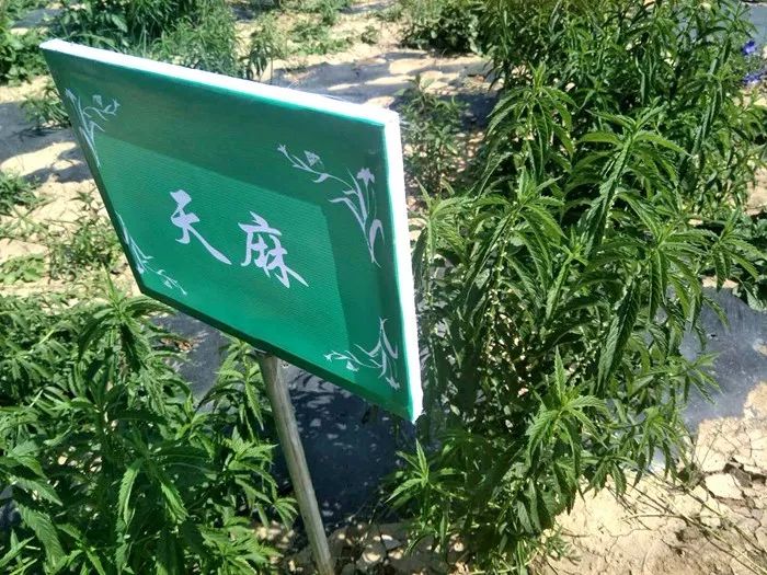 种植药材致富_致富药材种植基地地址_草药种植致富