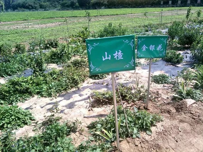 种植药材致富_致富药材种植基地地址_草药种植致富