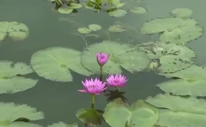 阳东番薯种植致富_番薯栽培高产技术_番薯高产种植技术视频