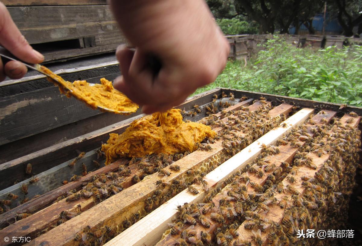 蜂王养殖技术培育蜂王的方法_蜂王养殖技术pdf下载_蜂王培育技术书籍