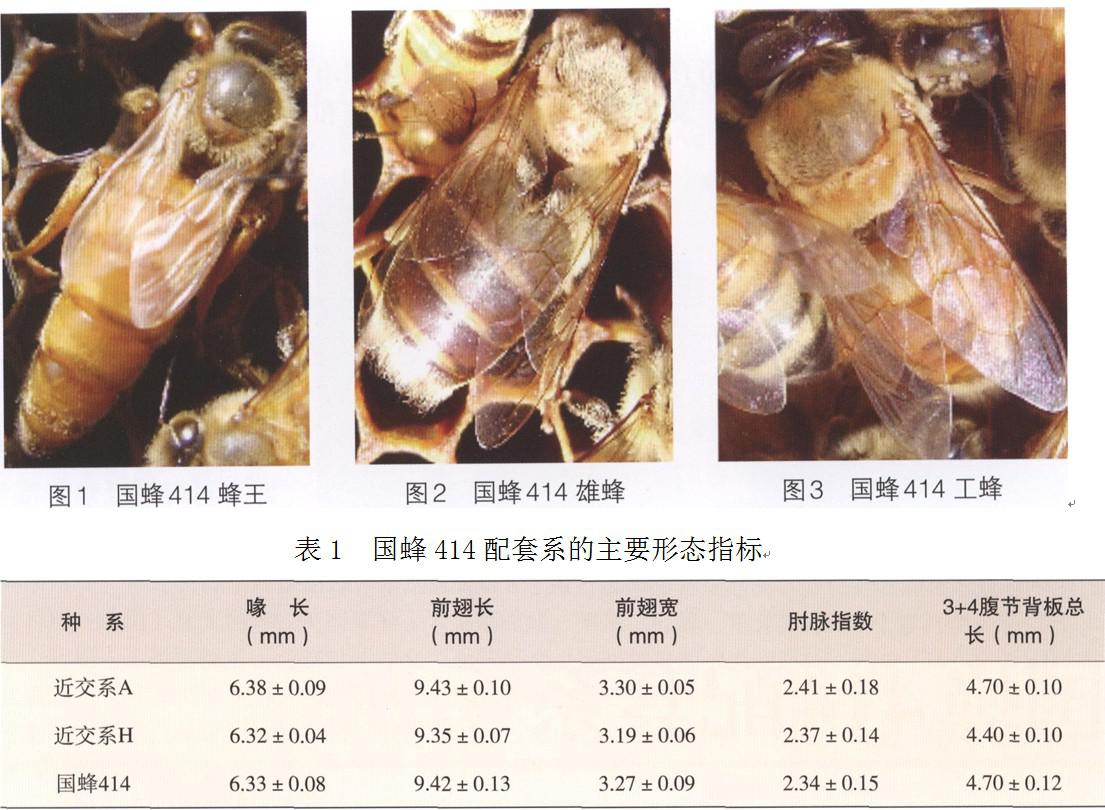 国蜂414配套系