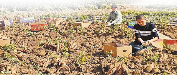 沙地红薯成陕西绥德农民增收致富稳定长效产业——种一片红薯 富一方百姓