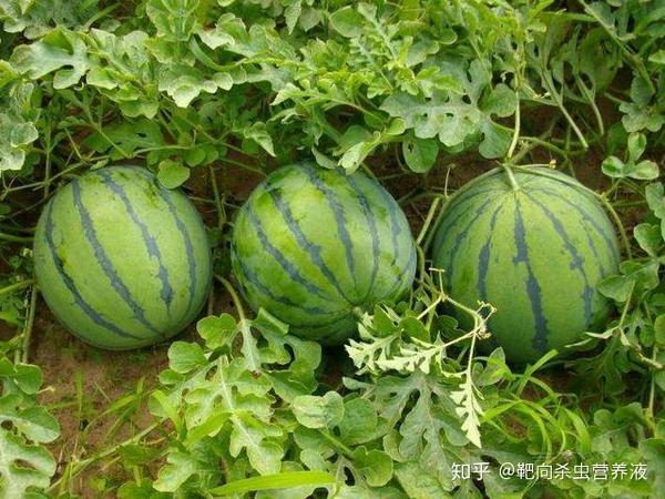 路地双膜西瓜种植技术_西瓜地膜种植技术视频_西瓜覆膜种植视频