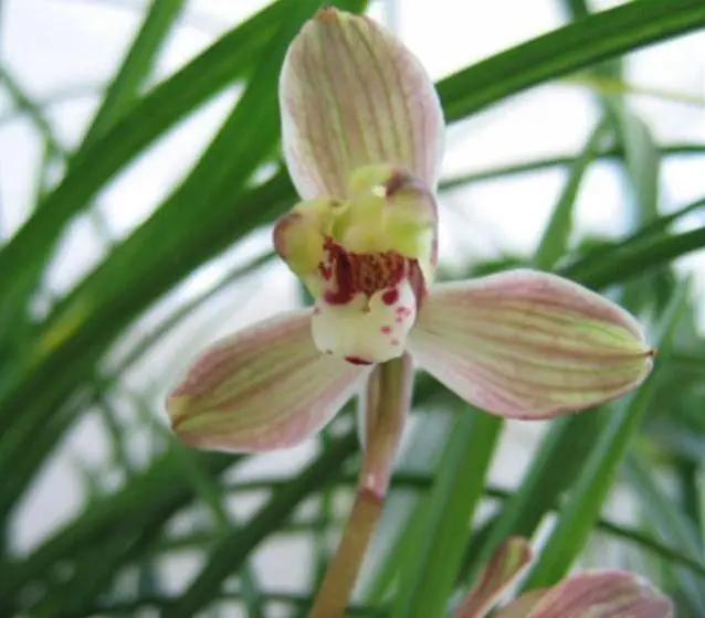 兰花春季管理方法_兰花养殖春天技术与管理_兰花春天的养殖技术