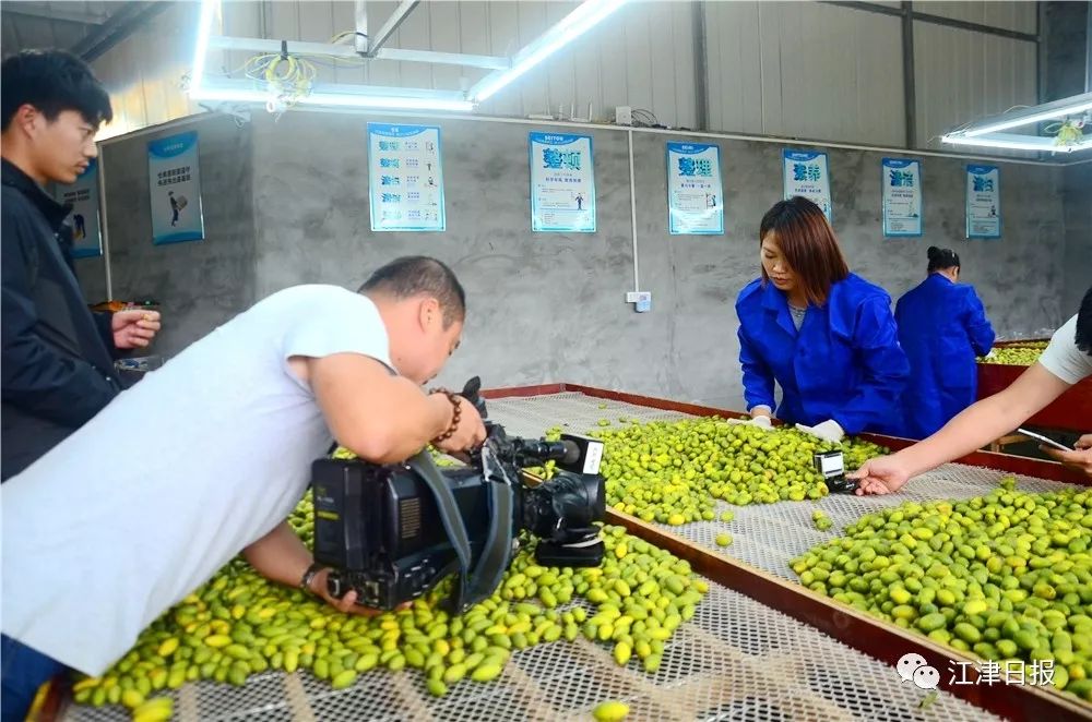 致富橄榄种植果园图片_致富橄榄种植果园视频_种植橄榄果致富