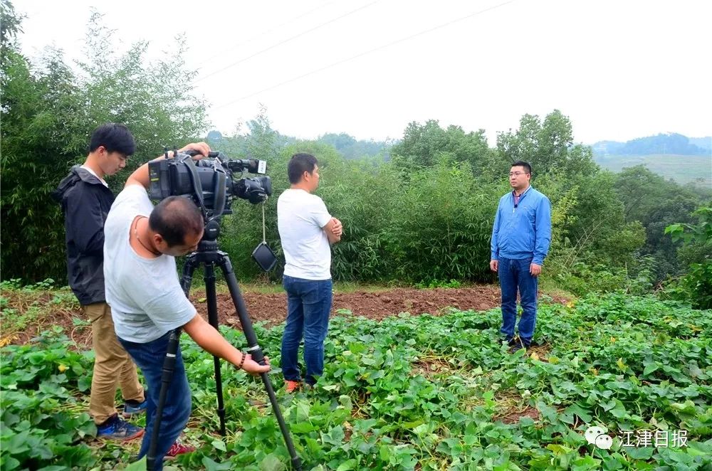 种植橄榄果致富_致富橄榄种植果园视频_致富橄榄种植果园图片