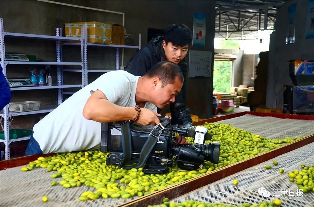 致富橄榄种植果园视频_致富橄榄种植果园图片_种植橄榄果致富