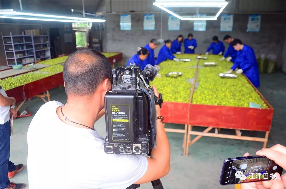 种植橄榄果致富_致富橄榄种植果园视频_致富橄榄种植果园图片