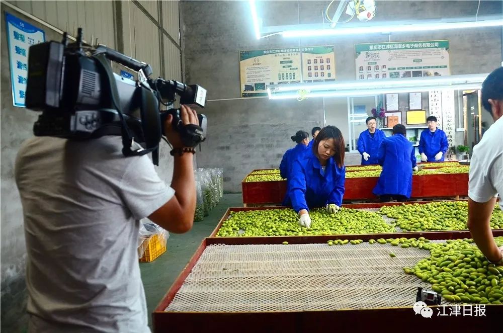 致富橄榄种植果园图片_种植橄榄果致富_致富橄榄种植果园视频