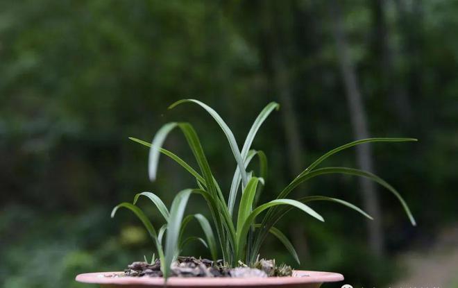 兰花春季养殖_兰花春天的养殖技术_兰花养殖春天技术与管理