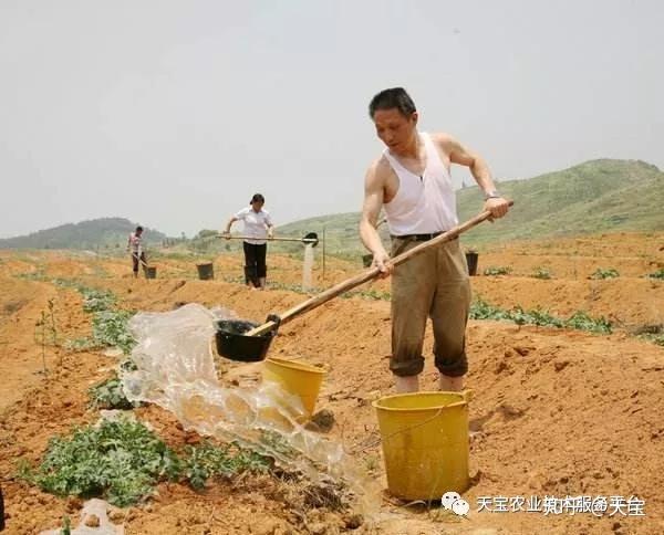 西瓜地膜覆盖栽培技术_西瓜专用膜与一般膜的分别_路地双膜西瓜种植技术