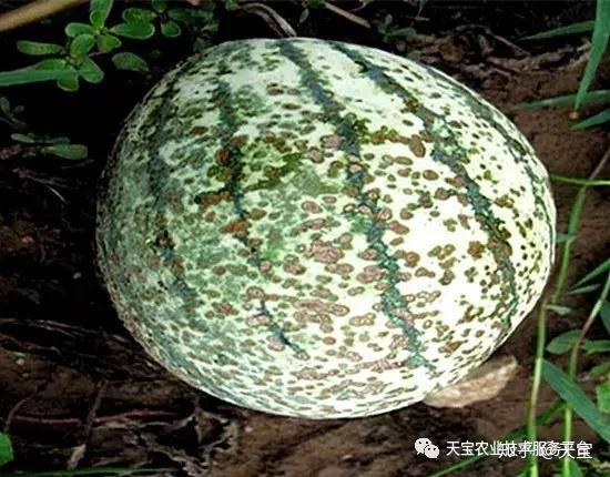 西瓜专用膜与一般膜的分别_路地双膜西瓜种植技术_西瓜地膜覆盖栽培技术