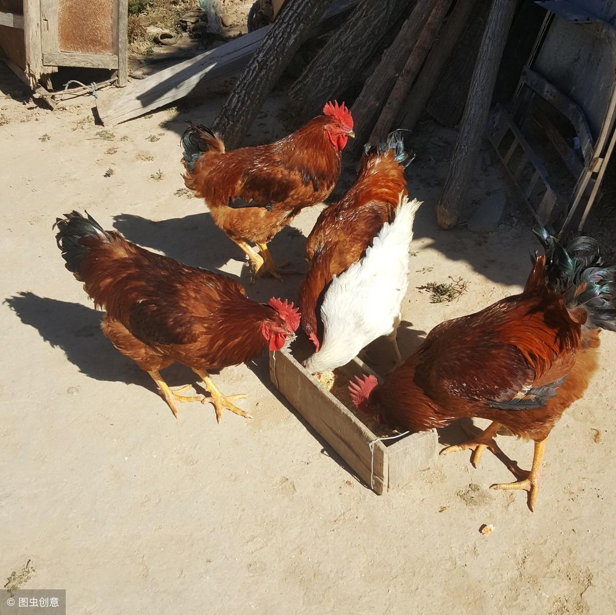 养殖土鸡技术与管理_养殖土鸡技术视频_土鸡的养殖技术