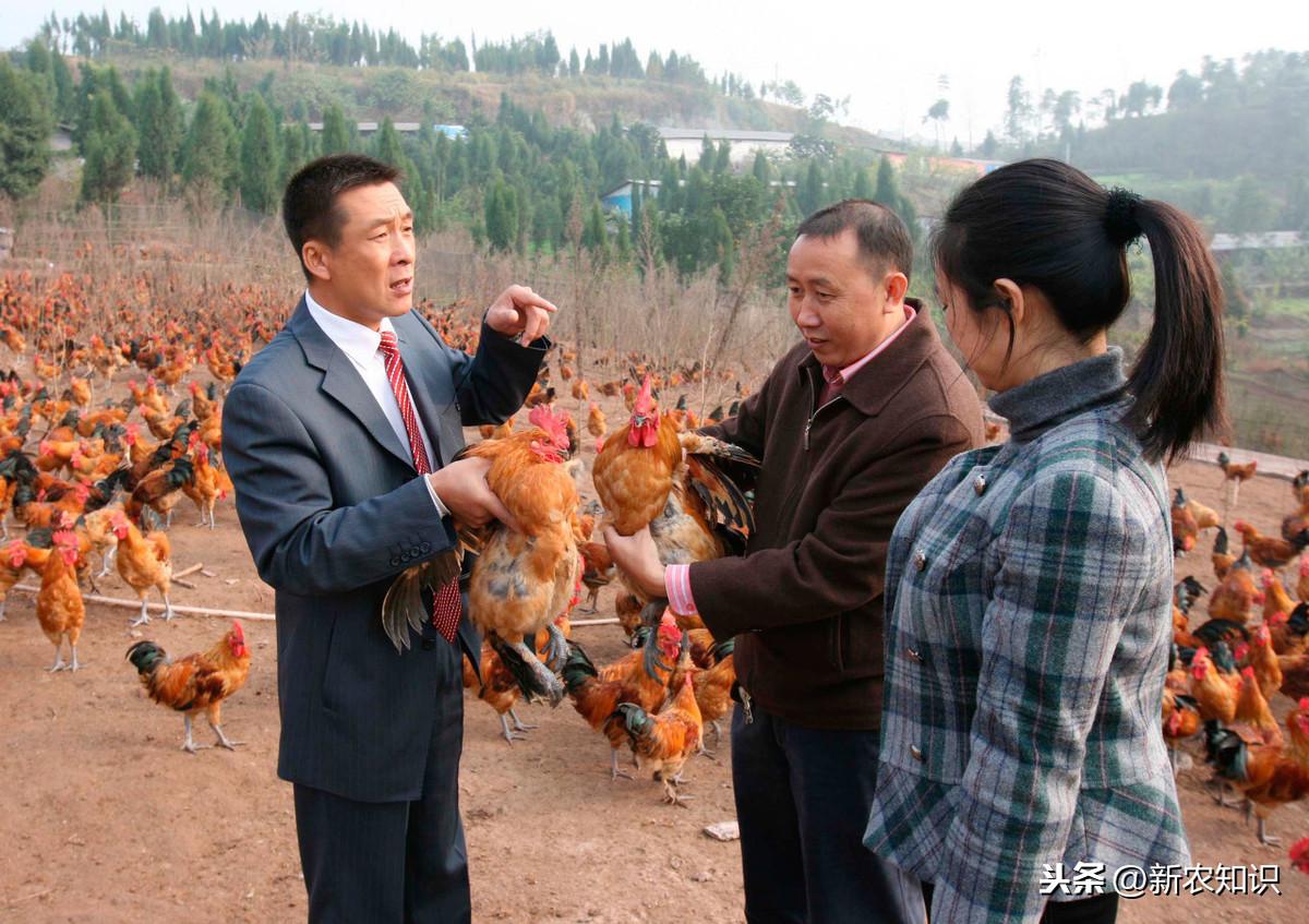 养殖土鸡技术与管理_土鸡的养殖技术_养殖土鸡技术培训