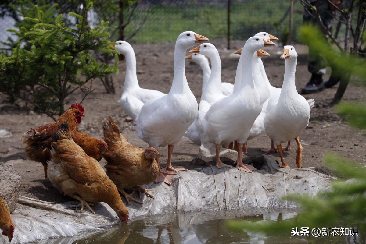 土鸡的养殖技术_养殖土鸡技术与管理_养殖土鸡技术培训