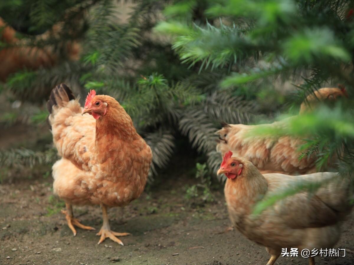 养殖土鸡技术要求_土鸡的养殖技术_养殖土鸡技术和鸡舍建设