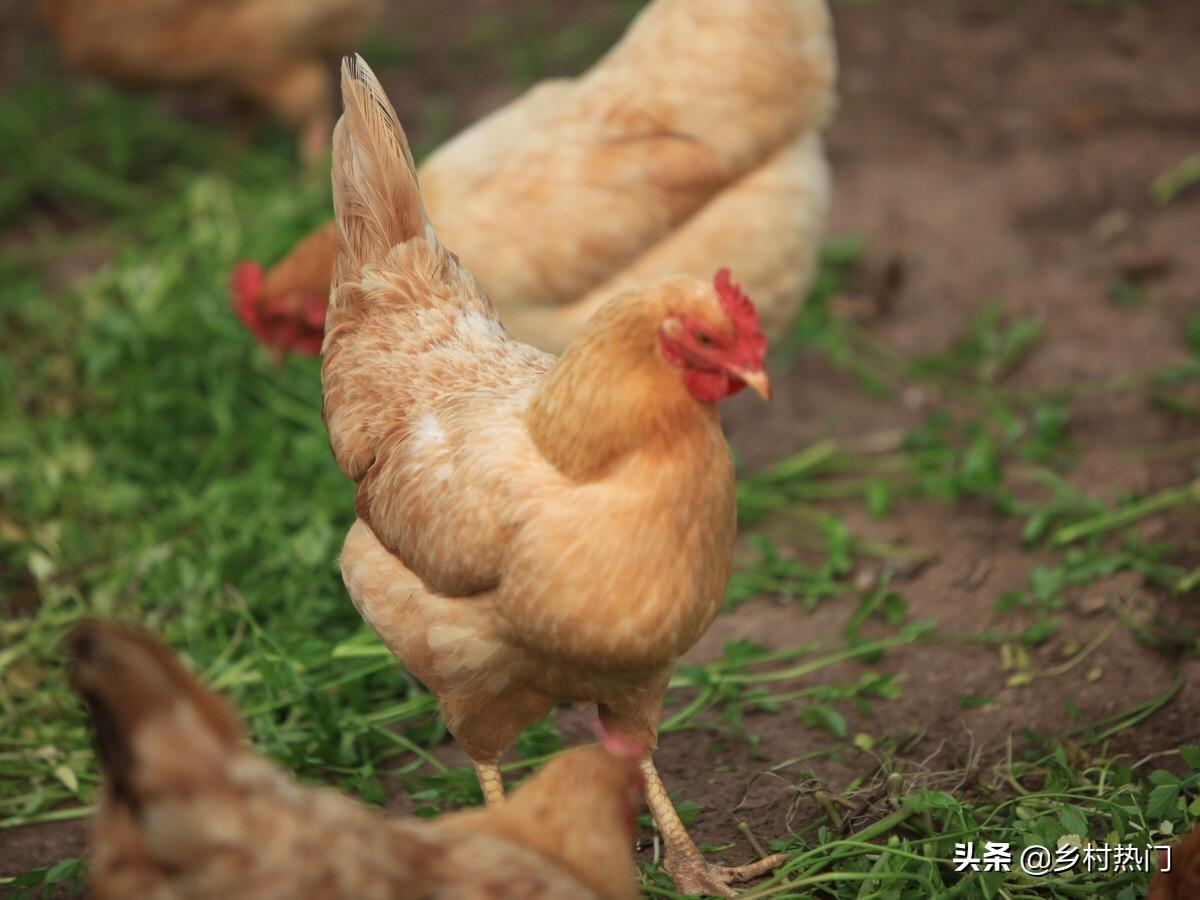 养殖土鸡技术要求_养殖土鸡技术和鸡舍建设_土鸡的养殖技术