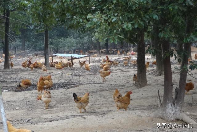 土鸡的养殖技术_养殖土鸡技术要求_养殖土鸡技术和鸡舍建设