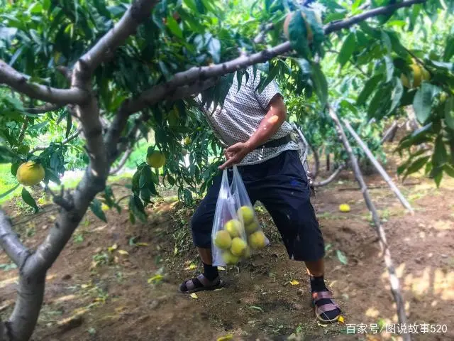 种植罐头桃致富_桃罐头生产设备_做罐头的桃树品种