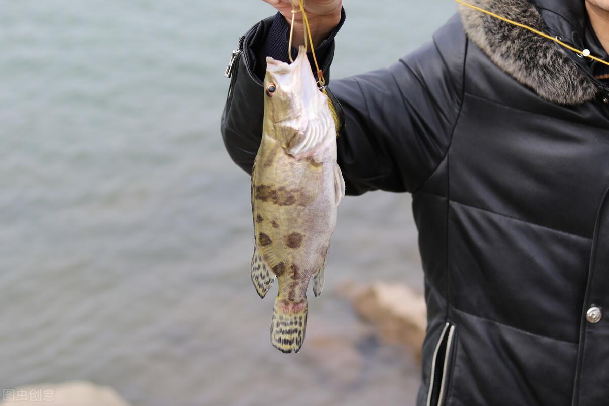 翘嘴鳜鱼养殖技术_养殖鳜鱼技术翘嘴视频_鳜鱼养殖视频教程