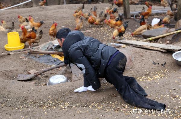 养殖蛋鸡致富项目_养殖致富网养鸡_农村致富网养殖业养鸡