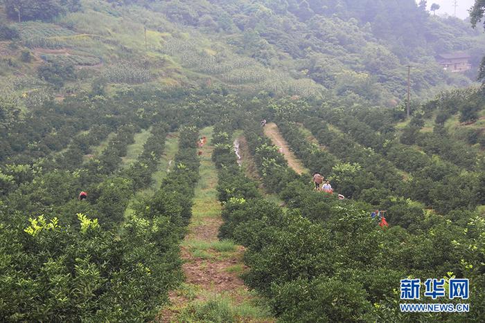 枳壳种植技术_枳壳种植致富新闻_新闻致富种植枳壳是真的吗