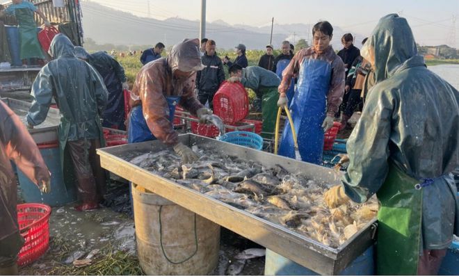 桂花养殖人工鱼技术视频_桂花养殖人工鱼技术要求_桂花鱼人工养殖技术