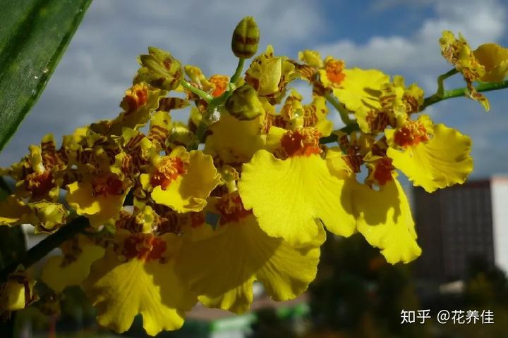 兰花养殖春天技术要点_兰花春季管理方法_兰花春天的养殖技术