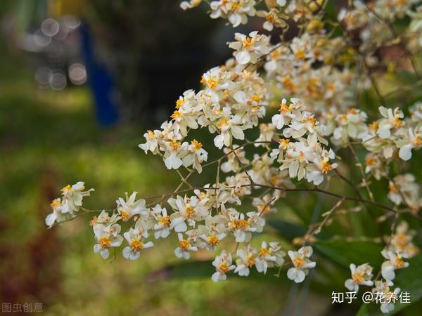 兰花春季管理方法_兰花养殖春天技术要点_兰花春天的养殖技术