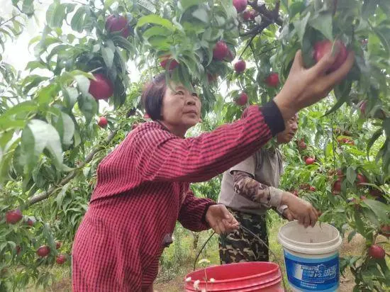 罐头桃价格多少_桃罐头生产设备_种植罐头桃致富