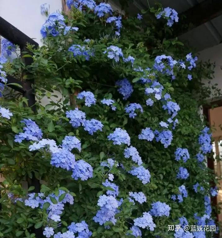 兰花养殖春天技术要点_兰花养殖春天技术与管理_兰花春天的养殖技术