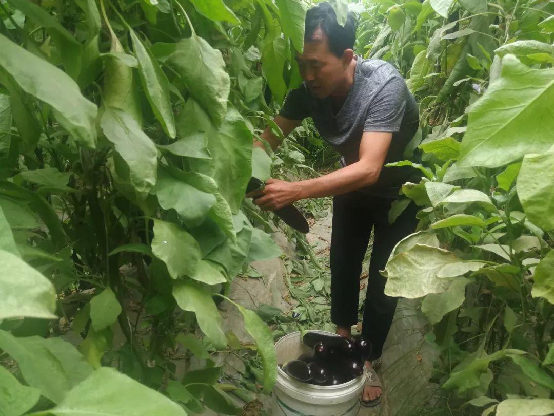 大棚种植致富故事_致富大棚种植故事简介_大棚种植致富事迹