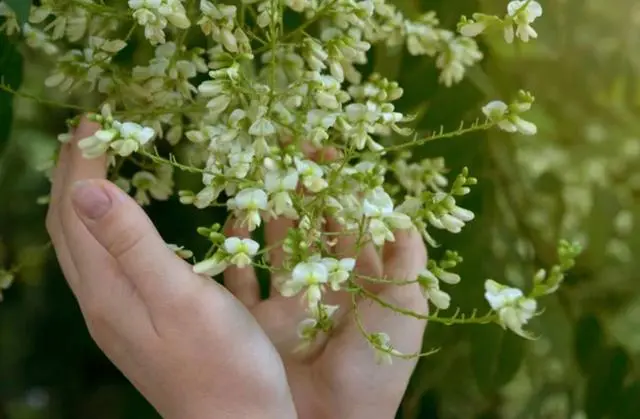 槐花树怎么种植_种植树槐花技术要求_槐花树种植技术