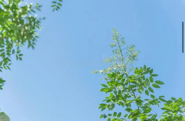 种植树槐花技术要求_槐花树种植技术_槐花树怎么种植