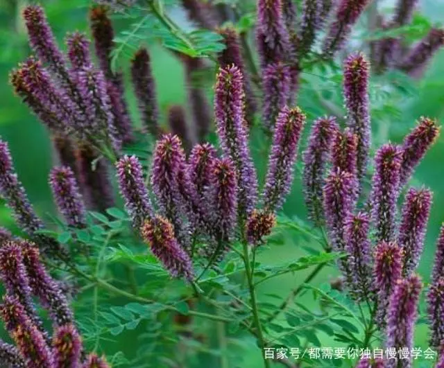 豆薯的栽培技术，种植时需要注意的事情，一起来看看吧