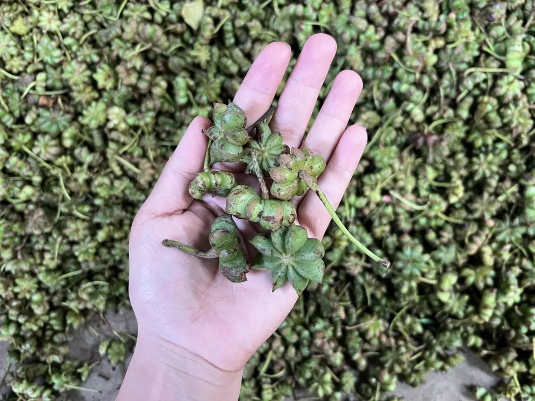 水煮种植致富_水煮种植致富_水煮种植致富