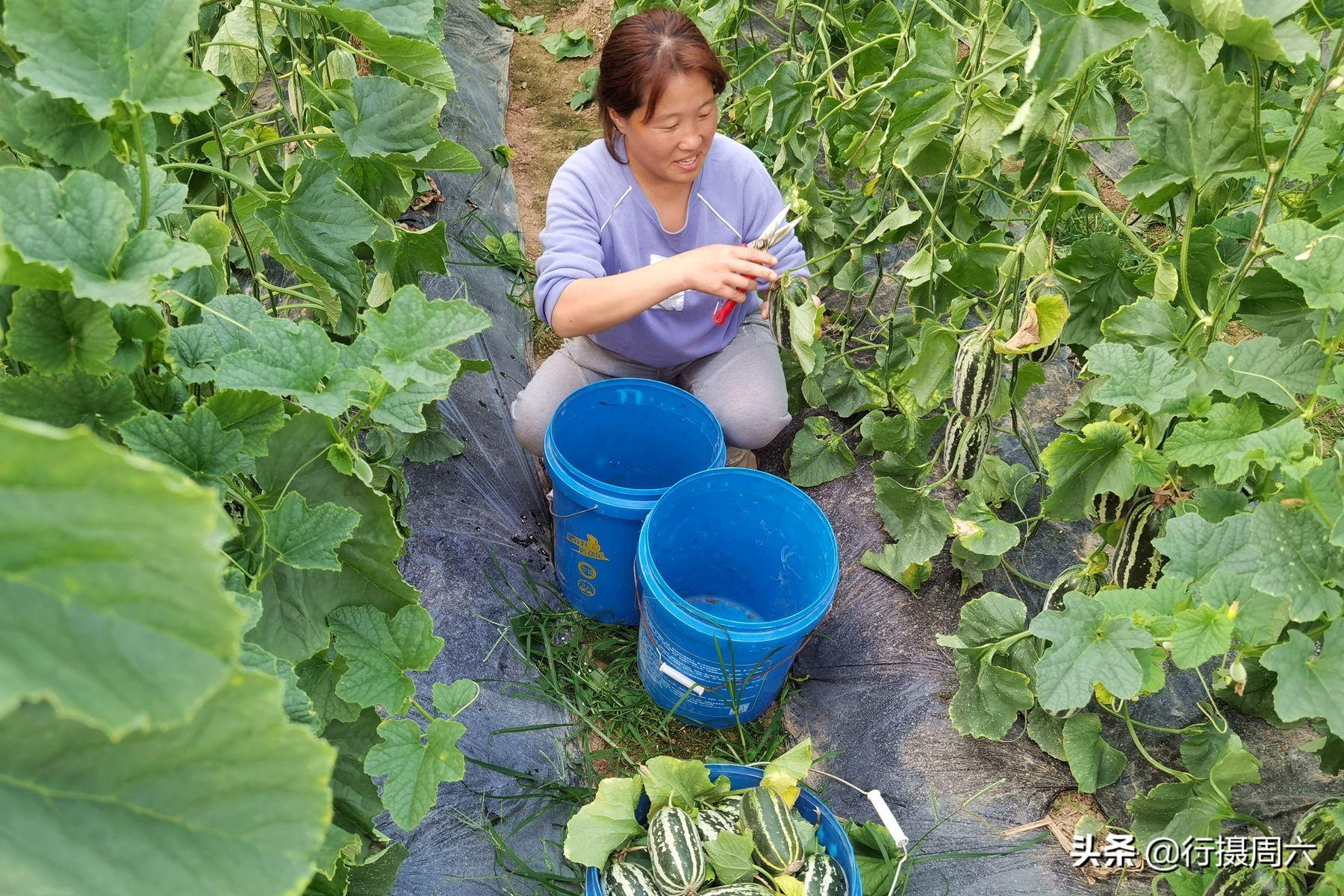 大棚种植致富事迹_致富经大棚种菜技术_大棚种植致富故事