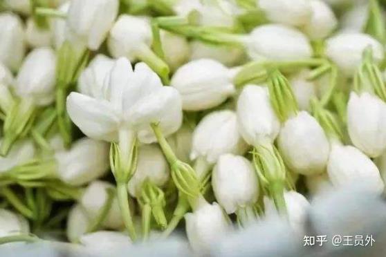 茉莉是什么季节开的花