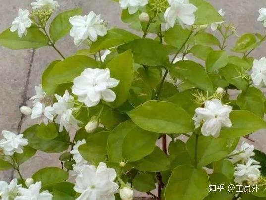 种眼型图片_种植元眼技术哪个季节种_种眼睫毛效果图