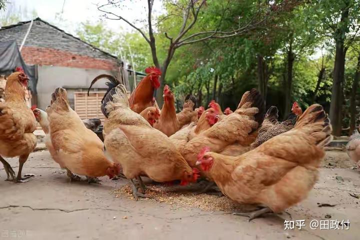 散养土鸡为什么很容易死掉，新手养殖户一定要注意