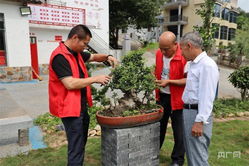 种植盆栽致富_盆栽致富经_盆栽致富新闻