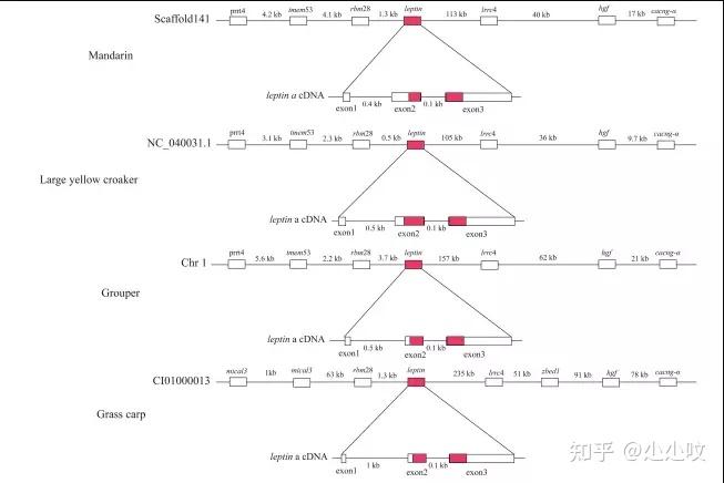 鳜鱼养殖最新技术视频7_翘嘴鳜鱼养殖技术_鳜鱼养殖视频教程