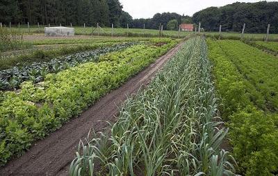 致富大棚种植故事简介_大棚种植致富故事_种植大棚带领村民致富