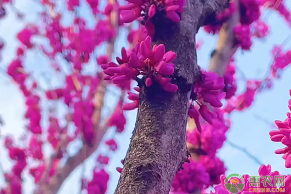 北方种植项目_北方种植什么赚钱_致富经北方种植什么