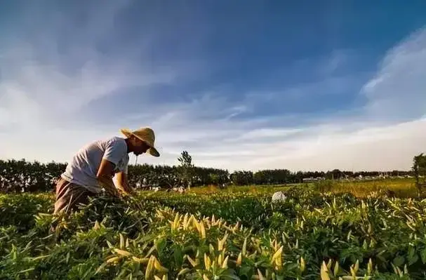 蔬菜水果种植技术_蔬菜水果种植致富经验_致富蔬菜水果种植经验交流