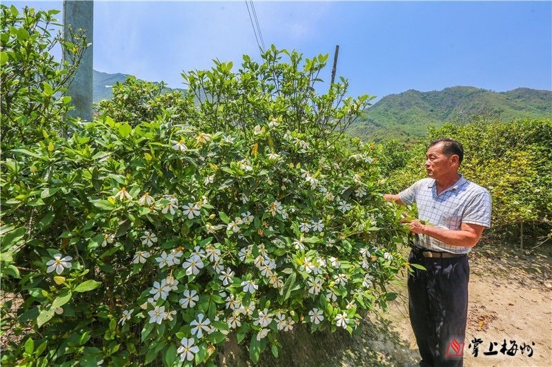 山枝子种植致富_山枝籽是一种中药吗_致富种植山枝子视频