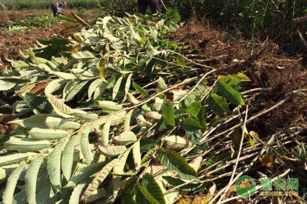 视频致富种植板栗怎么做_视频致富种植板栗是真的吗_板栗种植致富视频