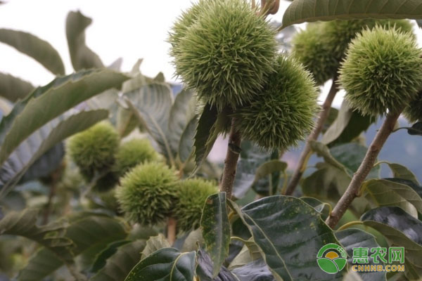 板栗种植致富视频_视频致富种植板栗是真的吗_视频致富种植板栗怎么做